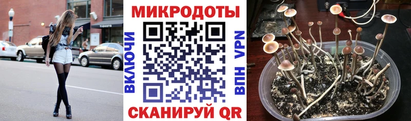 площадка состав  Благовещенск  Галлюциногенные грибы Cubensis 
