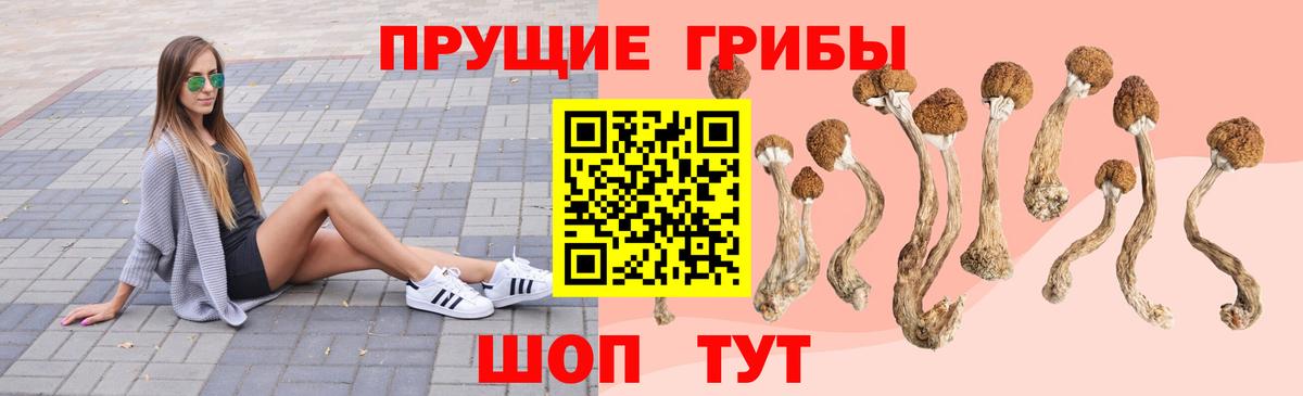 Псилоцибиновые грибы Psilocybe Благовещенск